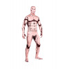 Attack on Titan Shingeki no Kyojin Eren Full Body Muscle Cosplay Zentai Suit