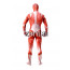 Attack on Titan Shingeki no Kyojin Colossal Titan Full Body Cosplay Zentai Suit