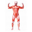 Attack on Titan Shingeki no Kyojin Colossal Titan Full Body Cosplay Zentai Suit