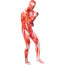 Shingeki no Kyojin Attack on Titan Lycra Cosplay Zentai Suit 